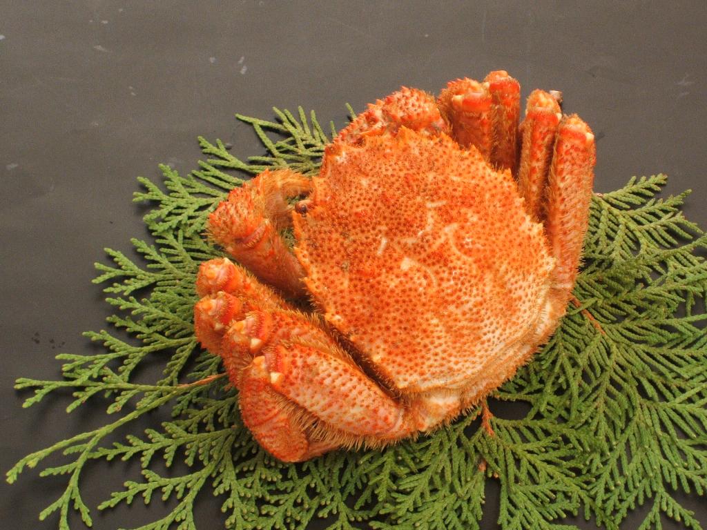 ボイル毛蟹 約330g×1尾