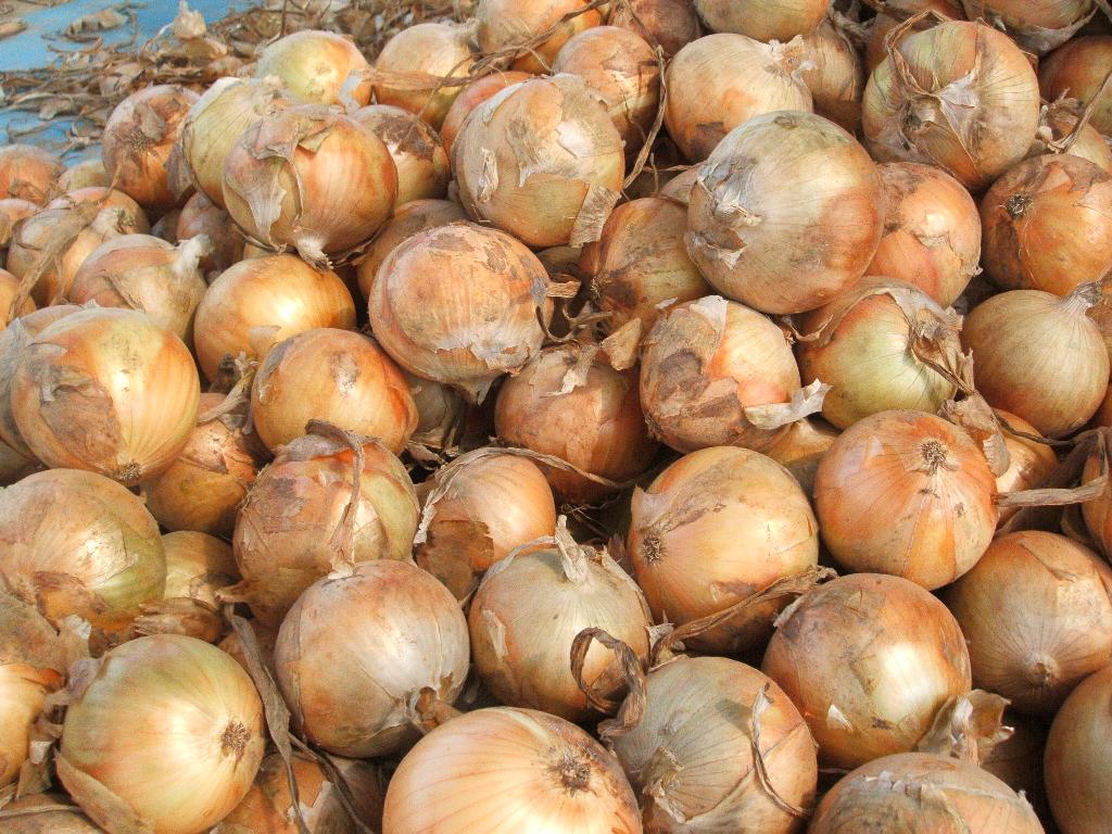 【送料込】10月限定・数量限定　玉ねぎ　5kg　