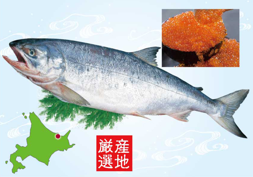【送料込】獲れたて秋の 生鮭 【半身分切り身・いくら醤油漬加工】 【送料込】獲れたて秋の 生鮭 【半身分切り身・いくら醤油漬加工】
