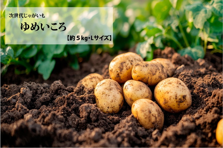 【送料込】早期予約　ゆめいころ　約5kg